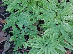 Adiantum capillus-veneris Linn