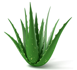 Aloe Vera Var