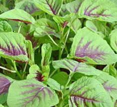 Amaranthus mangostanus Linn