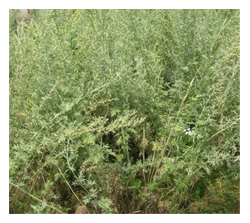 Artemisia absinthium Linn