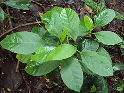 Baliospermum montanum