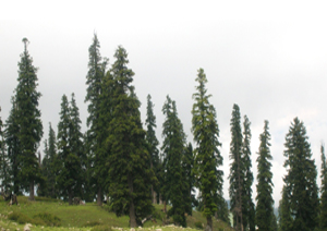 Cedrus deodara Roxb