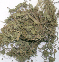 Centella asiatica Linn