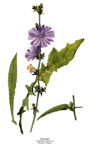 Cichorium intybus Linn