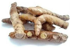 Curcuma zerumbet Roxb.