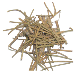 Ephedra vulgaris Rich