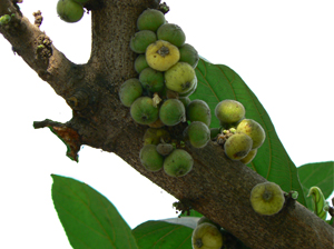 Ficus racemosa Linn