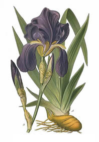 Iris germanica Linn.