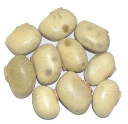 Mucuna pruriens Baker