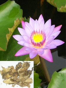 Nymphaea lotus Linn