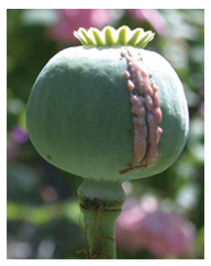 Papaver somniferum Linn