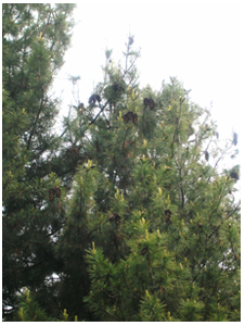 Pinus longifolia Roxb