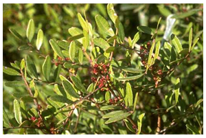 Pistacia lentiscus Linn