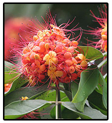 Saraca indica Linn