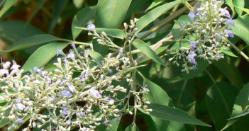 Vitex negundo Linn.