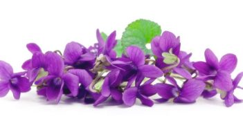 Viola odorata Linn.
