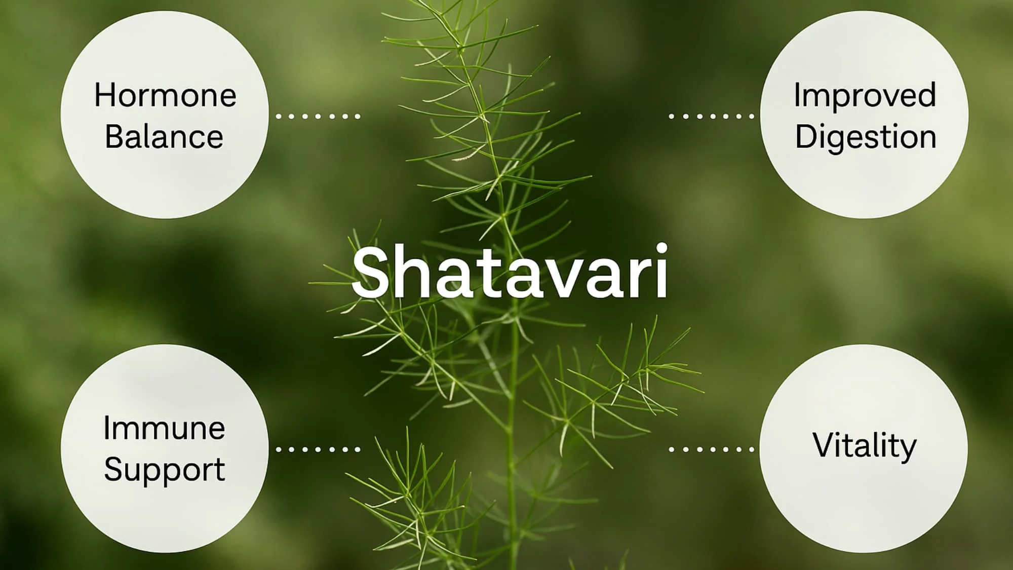 Shatavari: A Natural Way to Support Male Reproductive Health
