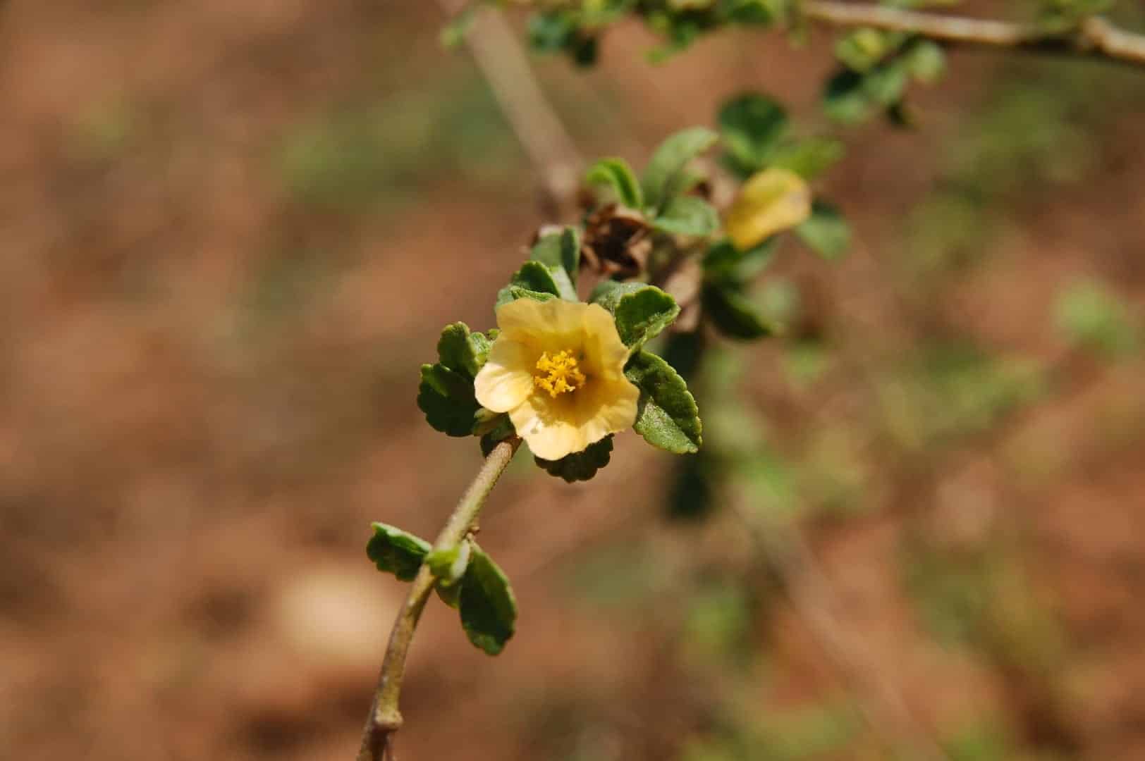 Bala Herb: Powering Your Daily Strength and Sexual Wellness