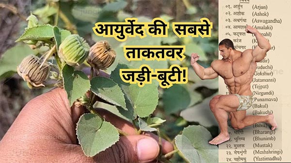 अतिबला जड़ी-बूटी: स्वास्थ्य, शारीरिक शक्ति और यौन स्वास्थ्य में पारंपरिक उपयोग